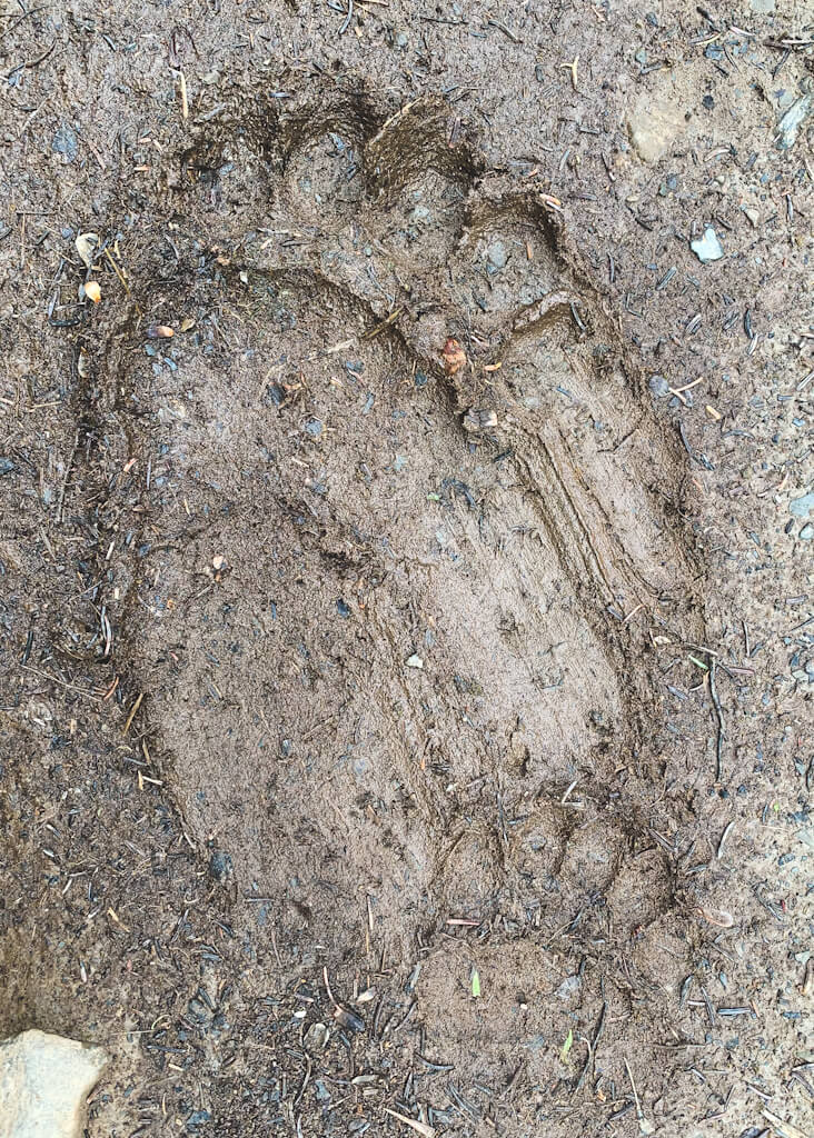 Bear Paws Mom Cub Footprints