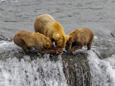 Everything You Need to Know to Visit Katmai National Park in 2024