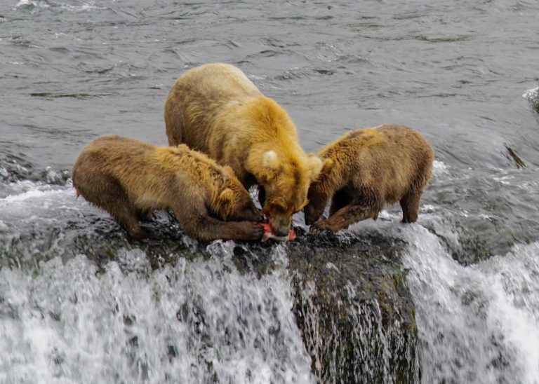 Cheapest Way to Visit Brooks Falls in Katmai National Park - Andrea