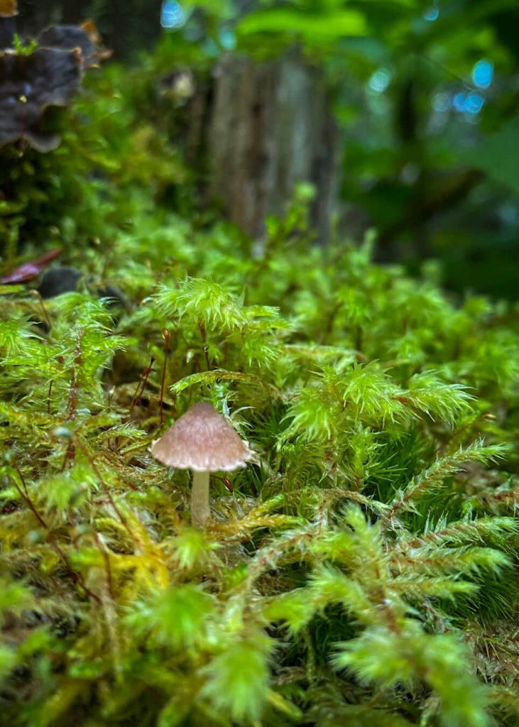 alaska mushroom kachemak bay state park 