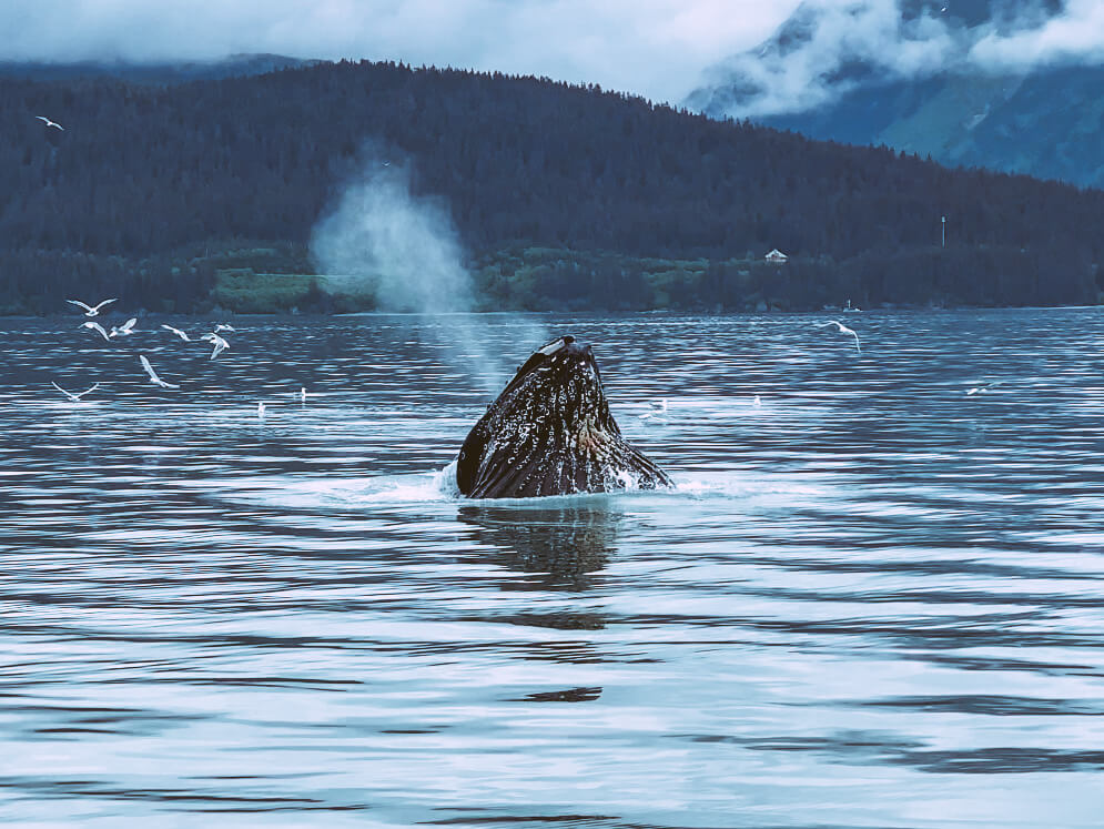 whale watching cruise humpback whale resurrection bay seward