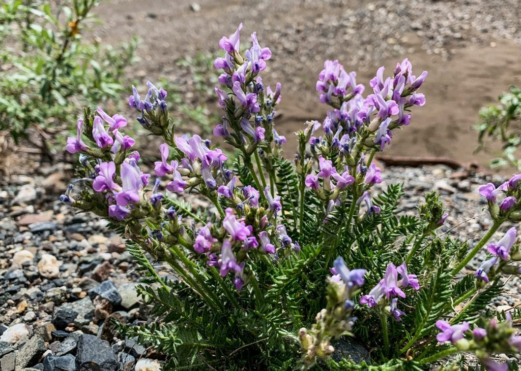 wildflowers interior alaska