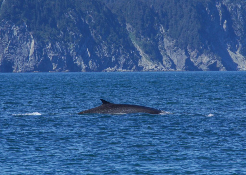 best place to see whales in alaska seward fin whale