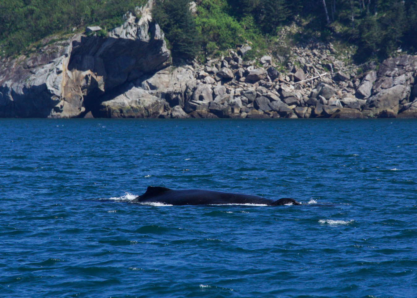 the-best-juneau-whale-watching-tour-in-alaska-in-2022-whale-watching