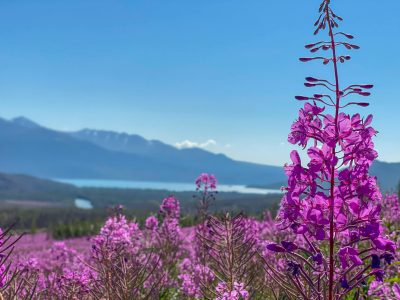 I Made Alaska Fireweed Jelly, Here’s How You Can Make It Too!