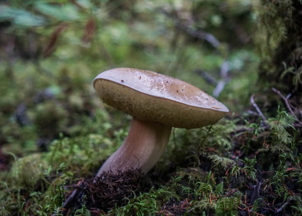 king bolete wild alaska edible mushrooms