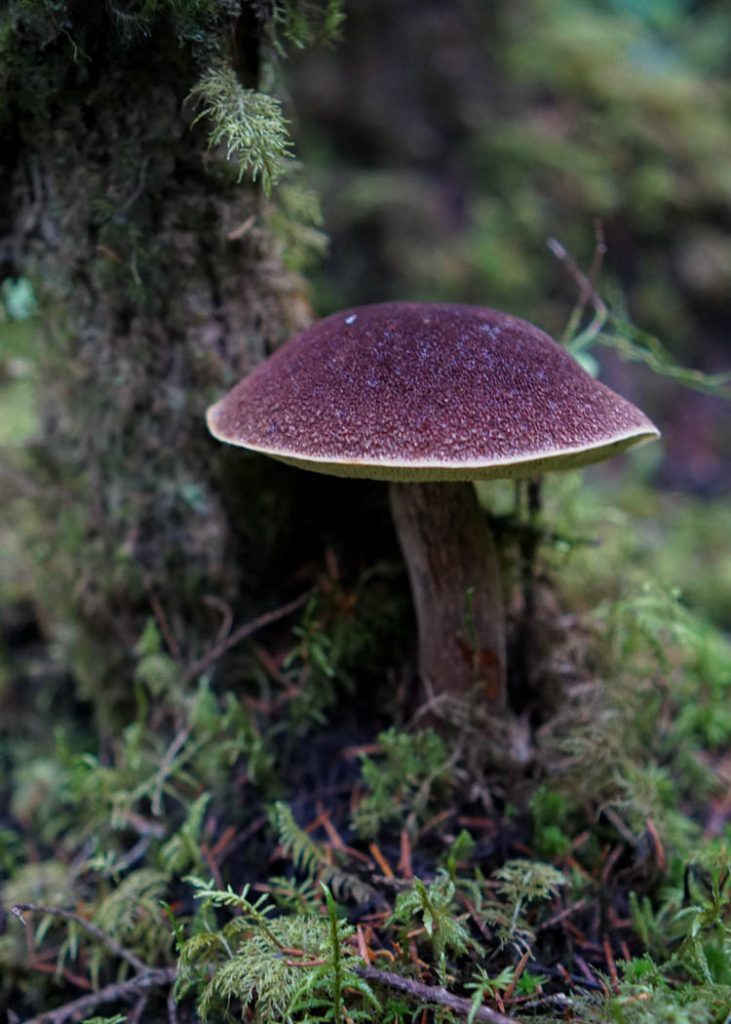 alaska edible mushrooms wild Admirable Bolete, Aureoboletus mirabilis