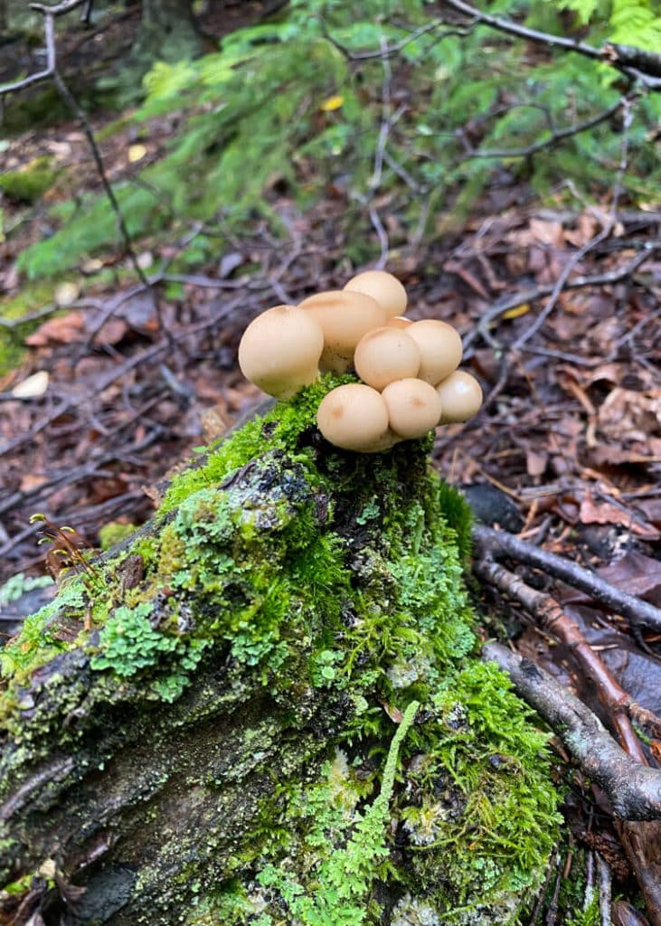 puffball mushroom hope alaska