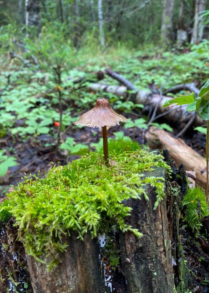 mushrooming alaska